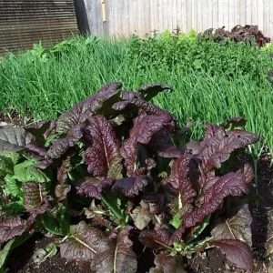 Japanese Giant Garnet Mustard Seeds - Brassica juncea - 20 Seeds - Deep Purple Asian Greens - Cold Hardy - Image 8
