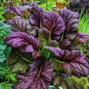 Japanese Giant Garnet Mustard Seeds - Brassica juncea - 20 Seeds - Deep Purple Asian Greens - Cold Hardy - Image 9