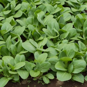 Japanese Komatsuna Seeds - Brassica rapa var. perviridis - Mustard Spinach Seeds - 5 Seeds Pack - Image 11
