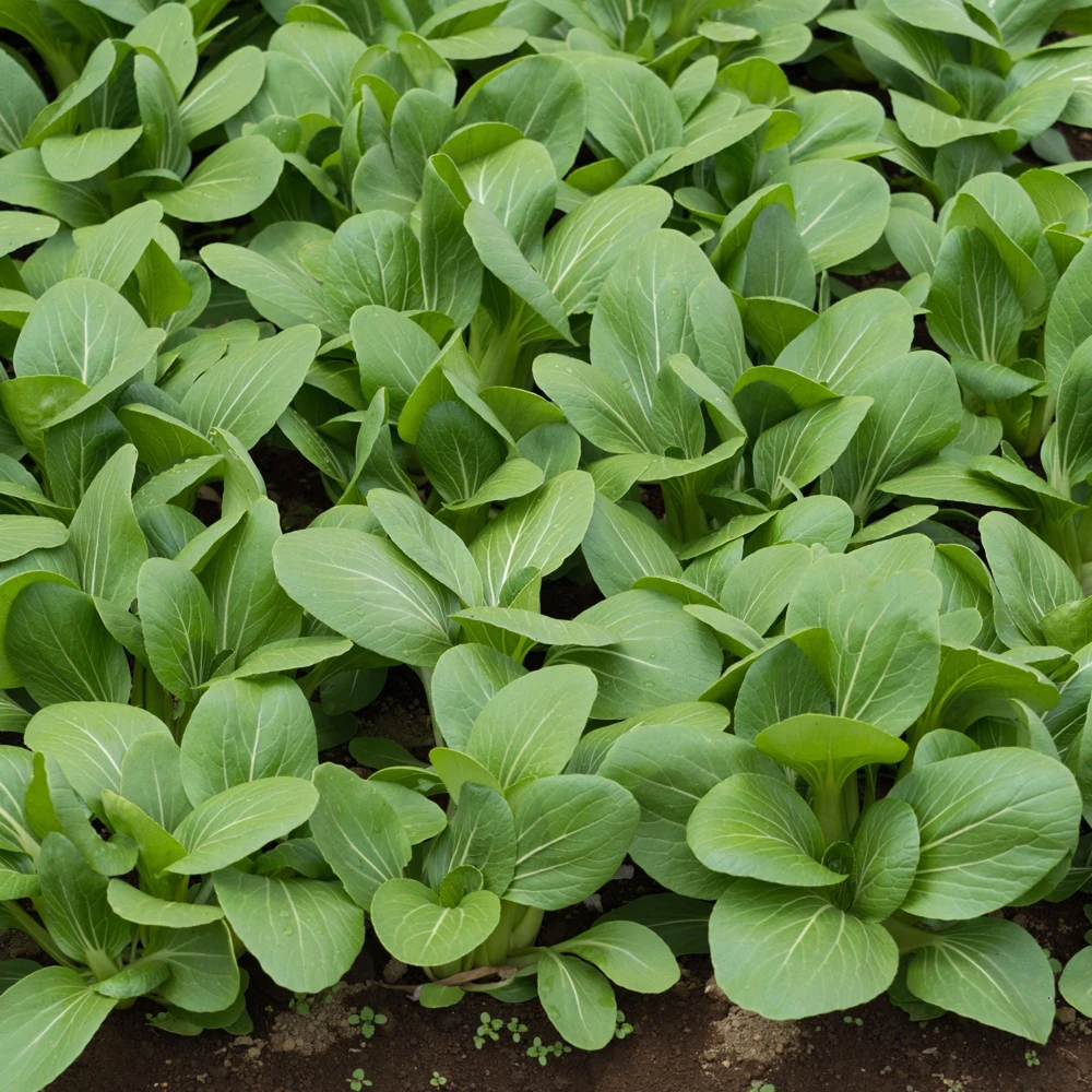Japanese Komatsuna Seeds - Brassica rapa var. perviridis - Mustard Spinach Seeds - 5 Seeds Pack - Image 11
