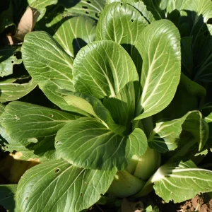 Japanese Komatsuna Seeds - Brassica rapa var. perviridis - Mustard Spinach Seeds - 5 Seeds Pack - Image 4
