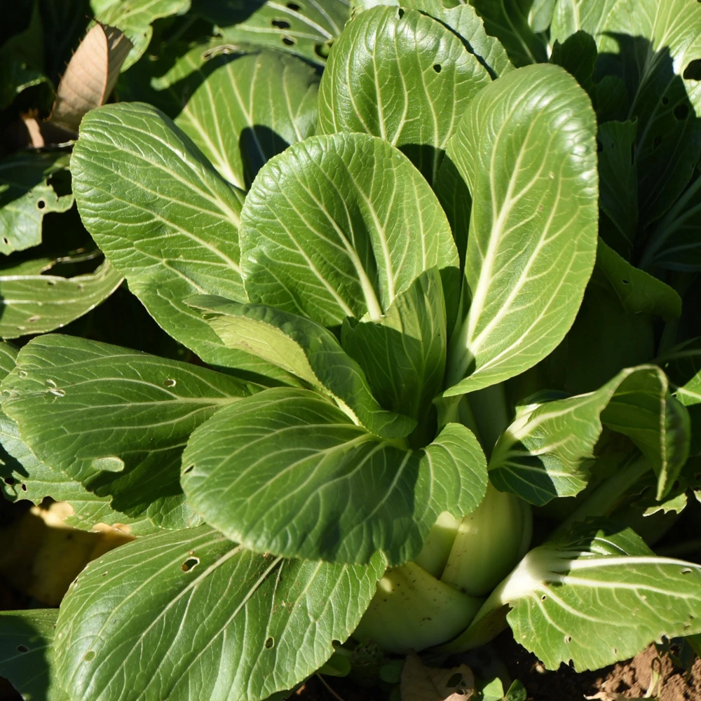 Japanese Komatsuna Seeds - Brassica rapa var. perviridis - Mustard Spinach Seeds - 5 Seeds Pack - Image 4
