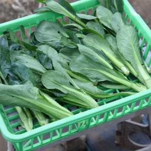 Japanese Komatsuna Seeds - Brassica rapa var. perviridis - Mustard Spinach Seeds - 5 Seeds Pack - Image 5