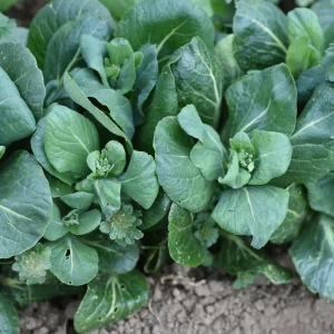 Japanese Komatsuna Seeds - Brassica rapa var. perviridis - Mustard Spinach Seeds - 5 Seeds Pack - Image 6