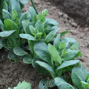 Japanese Komatsuna Seeds - Brassica rapa var. perviridis - Mustard Spinach Seeds - 5 Seeds Pack - Image 7