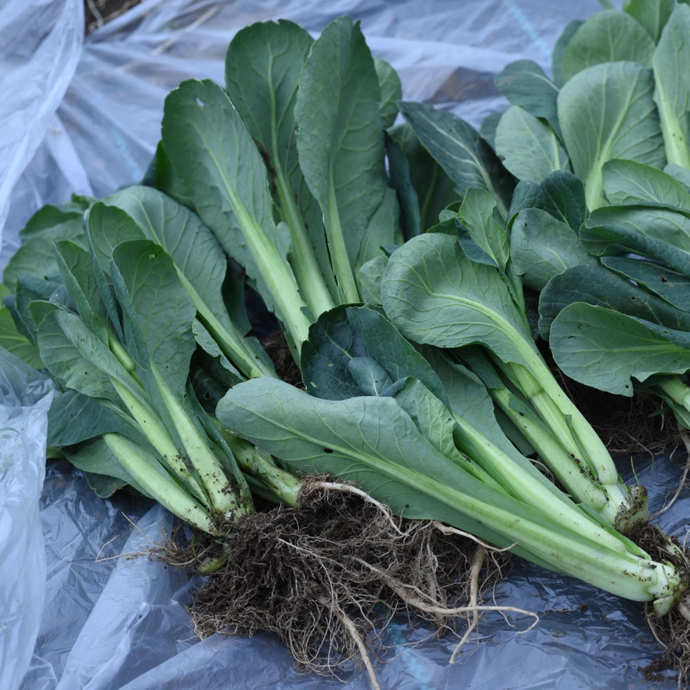 Japanese Komatsuna Seeds - Brassica rapa var. perviridis - Mustard Spinach Seeds - 5 Seeds Pack - Image 8