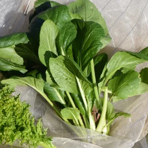 Japanese Komatsuna Seeds - Brassica rapa var. perviridis - Mustard Spinach Seeds - 5 Seeds Pack - Image 9