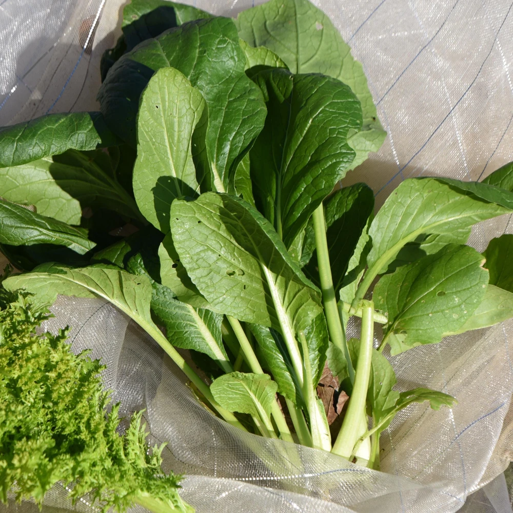 Japanese Komatsuna Seeds - Brassica rapa var. perviridis - Mustard Spinach Seeds - 5 Seeds Pack - Image 9