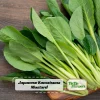 Japanese Komatsuna Seeds - Brassica rapa var. perviridis - Mustard Spinach Seeds - 5 Seeds Pack - Image 1