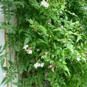 Jasmine Officinale Poets Live Plant – Fragrant Outdoor Vine – 4 Inch Pot - Image 2