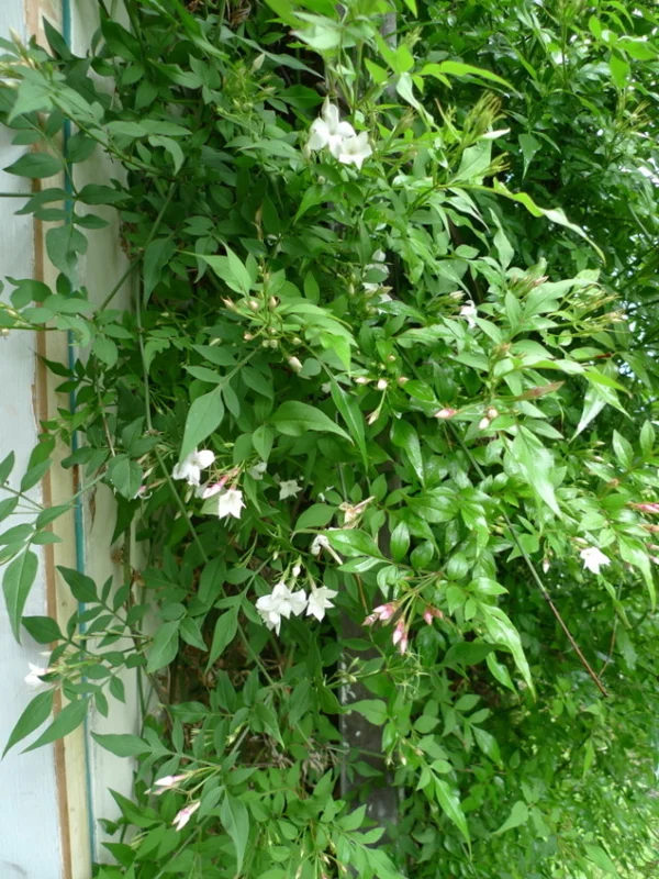 Jasmine Officinale Poets Live Plant – Fragrant Outdoor Vine – 4 Inch Pot - Image 2