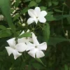 Jasmine Officinale Poets Live Plant – Fragrant Outdoor Vine – 4 Inch Pot - Image 1