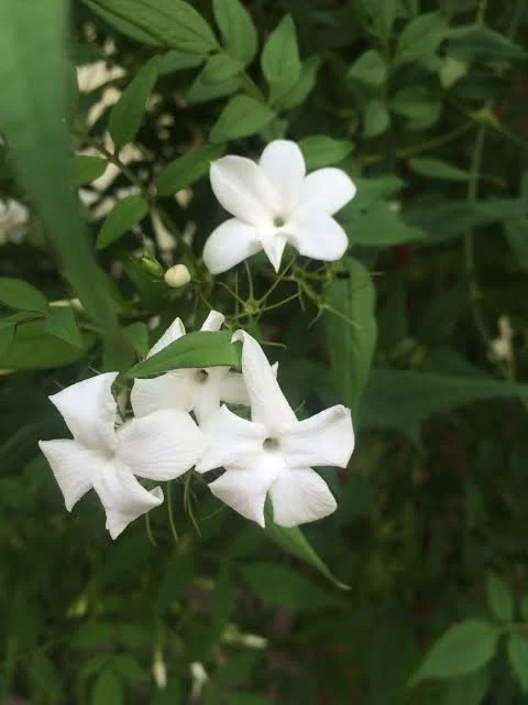 Jasmine Officinale Poets Live Plant – Fragrant Outdoor Vine – 4 Inch Pot - Image 1