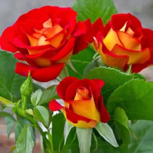 Ketchup & Mustard Rose Seeds - Perennial Flower Seeds - 30 Count Pack - Image 11