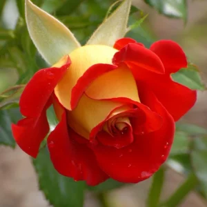 Ketchup & Mustard Rose Seeds - Perennial Flower Seeds - 30 Count Pack - Image 12