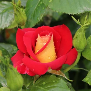 Ketchup & Mustard Rose Seeds - Perennial Flower Seeds - 30 Count Pack - Image 13