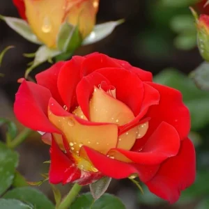 Ketchup & Mustard Rose Seeds - Perennial Flower Seeds - 30 Count Pack - Image 2