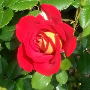 Ketchup & Mustard Rose Seeds - Perennial Flower Seeds - 30 Count Pack - Image 3