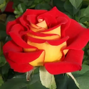 Ketchup & Mustard Rose Seeds - Perennial Flower Seeds - 30 Count Pack - Image 4