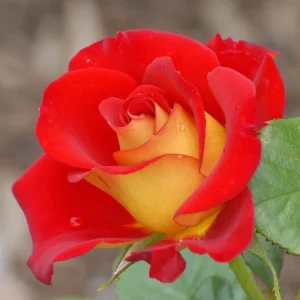 Ketchup & Mustard Rose Seeds - Perennial Flower Seeds - 30 Count Pack - Image 5
