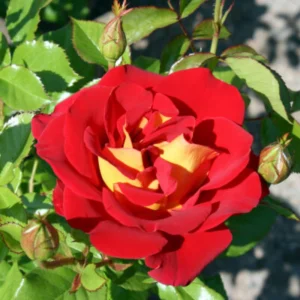 Ketchup & Mustard Rose Seeds - Perennial Flower Seeds - 30 Count Pack - Image 6