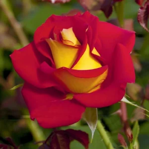 Ketchup & Mustard Rose Seeds - Perennial Flower Seeds - 30 Count Pack - Image 7