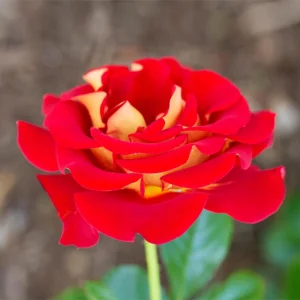 Ketchup & Mustard Rose Seeds - Perennial Flower Seeds - 30 Count Pack - Image 8