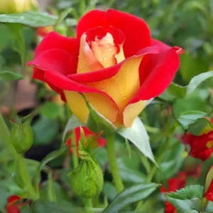 Ketchup & Mustard Rose Seeds - Perennial Flower Seeds - 30 Count Pack - Image 9
