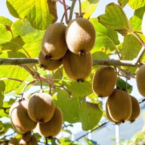 Kiwi Fruit Seeds - Chinese Gooseberry - Grow Your Own Delicious Kiwis - 20 Seeds - Image 10
