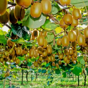 Kiwi Fruit Seeds - Chinese Gooseberry - Grow Your Own Delicious Kiwis - 20 Seeds - Image 11