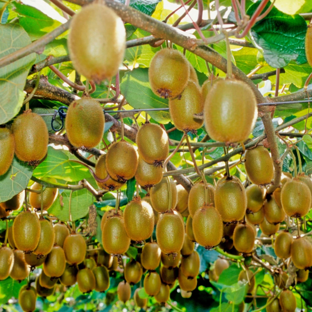 Kiwi Fruit Seeds - Chinese Gooseberry - Grow Your Own Delicious Kiwis - 20 Seeds - Image 12