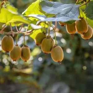Kiwi Fruit Seeds - Chinese Gooseberry - Grow Your Own Delicious Kiwis - 20 Seeds - Image 14