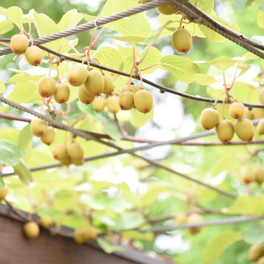 Kiwi Fruit Seeds - Chinese Gooseberry - Grow Your Own Delicious Kiwis - 20 Seeds - Image 16