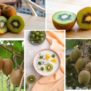 Kiwi Fruit Seeds - Chinese Gooseberry - Grow Your Own Delicious Kiwis - 20 Seeds - Image 2