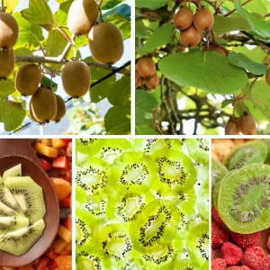 Kiwi Fruit Seeds - Chinese Gooseberry - Grow Your Own Delicious Kiwis - 20 Seeds - Image 3