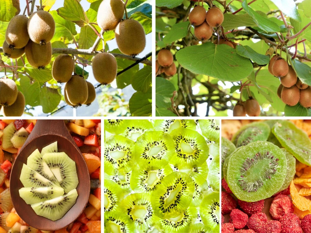 Kiwi Fruit Seeds - Chinese Gooseberry - Grow Your Own Delicious Kiwis - 20 Seeds - Image 3