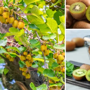 Kiwi Fruit Seeds - Chinese Gooseberry - Grow Your Own Delicious Kiwis - 20 Seeds - Image 4