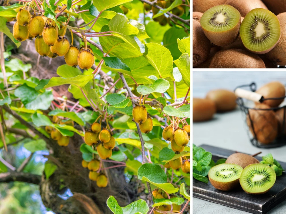 Kiwi Fruit Seeds - Chinese Gooseberry - Grow Your Own Delicious Kiwis - 20 Seeds - Image 4