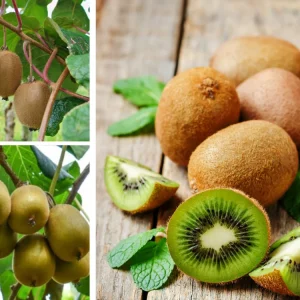 Kiwi Fruit Seeds - Chinese Gooseberry - Grow Your Own Delicious Kiwis - 20 Seeds - Image 5