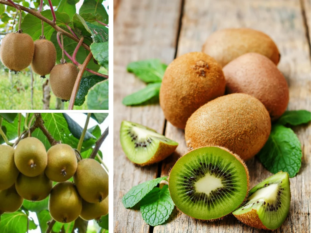 Kiwi Fruit Seeds - Chinese Gooseberry - Grow Your Own Delicious Kiwis - 20 Seeds - Image 5