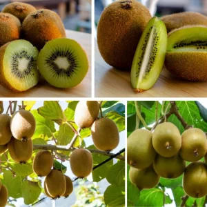 Kiwi Fruit Seeds - Chinese Gooseberry - Grow Your Own Delicious Kiwis - 20 Seeds - Image 6
