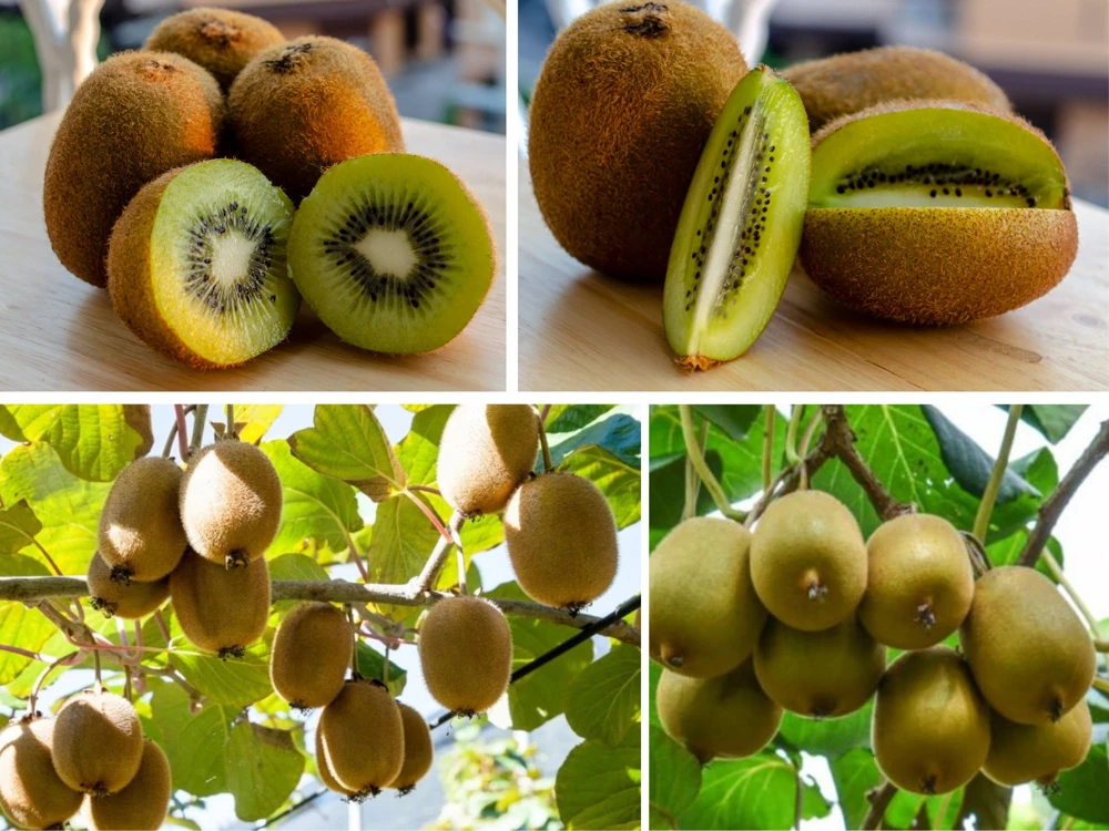 Kiwi Fruit Seeds - Chinese Gooseberry - Grow Your Own Delicious Kiwis - 20 Seeds - Image 6