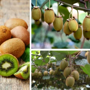 Kiwi Fruit Seeds - Chinese Gooseberry - Grow Your Own Delicious Kiwis - 20 Seeds - Image 7