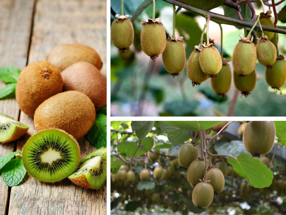 Kiwi Fruit Seeds - Chinese Gooseberry - Grow Your Own Delicious Kiwis - 20 Seeds - Image 7
