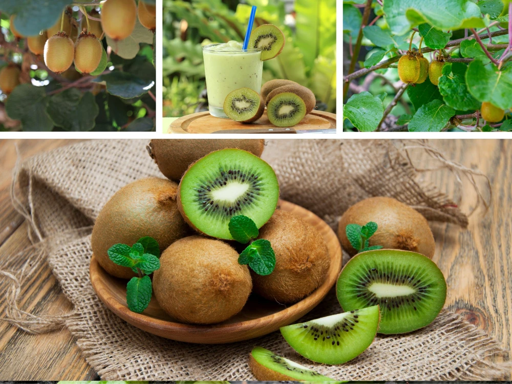 Kiwi Fruit Seeds - Chinese Gooseberry - Grow Your Own Delicious Kiwis - 20 Seeds - Image 8