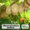 Kiwi Fruit Seeds - Chinese Gooseberry - Grow Your Own Delicious Kiwis - 20 Seeds - Image 1