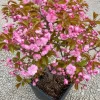 Kwanzan Flowering Cherry Tree – Live Plant, Double Pink Blooms, 6-12" Tall - Image 1