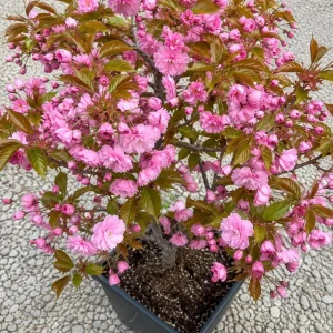 Kwanzan Flowering Cherry Tree – Live Plant, Double Pink Blooms, 6-12