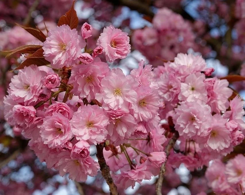 Kwanzan Flowering Cherry Tree – Live Plant, Double Pink Blooms, 6-12" Tall - Image 2