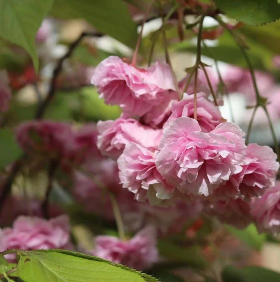 Kwanzan Flowering Cherry Tree – Live Plant, Double Pink Blooms, 6-12" Tall - Image 3